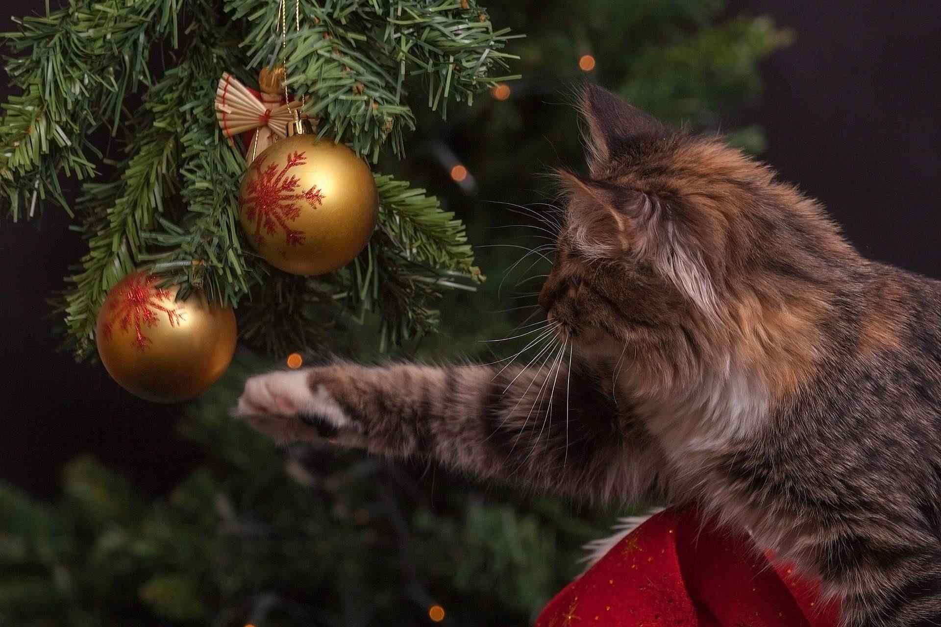 Kočka u stromku
