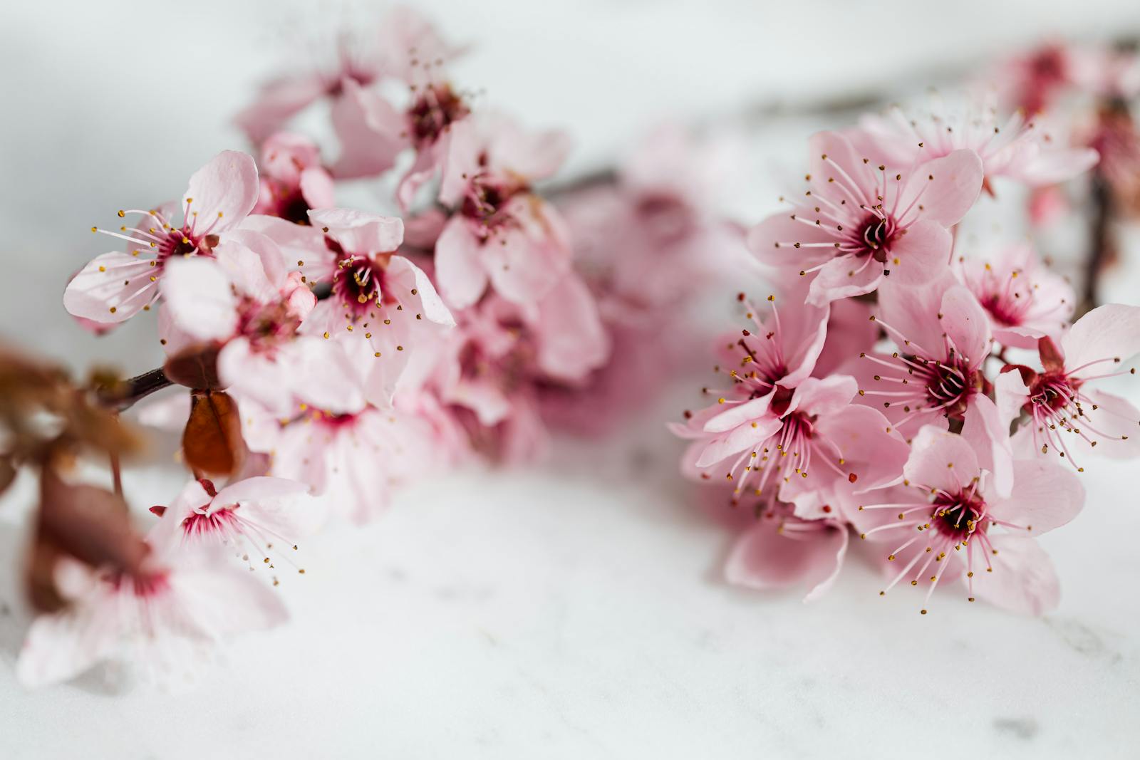 Close-up of beautiful pink cherry blossoms on a marble background. Perfect for spring and floral themes.