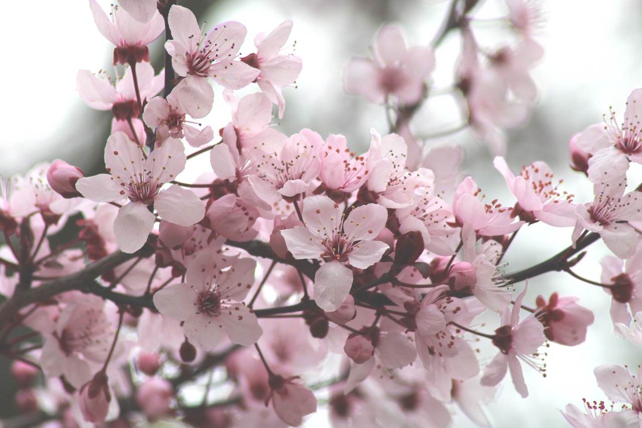 cherry blossoms, flowers, tree