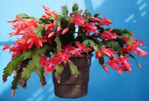 The Red Christmas Cactus or the Red May Flower at home.